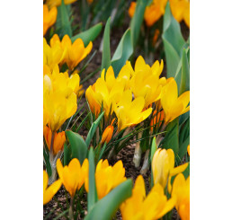 Crocus ´Golden Yellow´ / Velkokvětý krokus, bal. 10 ks, 8/9