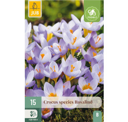 Crocus ´Rosalind´ / Botanický šafrán / Krokus, bal. 15 ks, 5/+