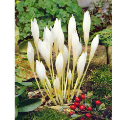 Crocus speciosus ´Albus´/ Šafrán podzimní, bal. 15 ks, 5/+