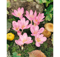 Crocus speciosus / Šafrán podzimní, bal. 10 ks, 5/+