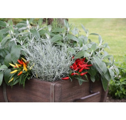 BIO Helichrysum angustifolia / Curry bylinka, K12