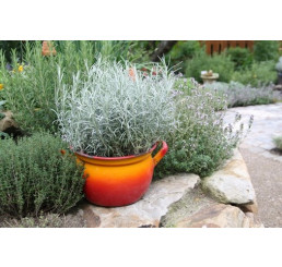 BIO Helichrysum angustifolia / Curry bylinka, K12