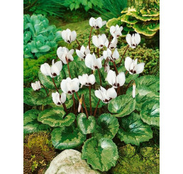 Cyclamen hederifolium ´Album´ / Cyklámen biely, 25/30+