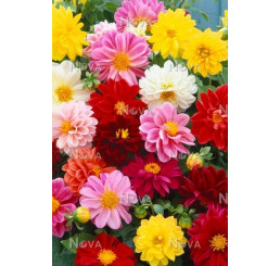 Dahlia Mix / Kolekce 6 dekorativních jiřin, bal. 6 ks, I.