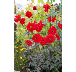 Dahlia collar ´Bishop of Llandaff´ / Jiřina, I.