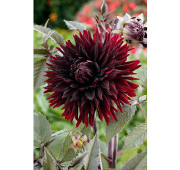Dahlia ´Black Jack´ / Jiřina, I.