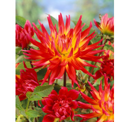 Dahlia ´Bora Bora´ / Jiřina, I.