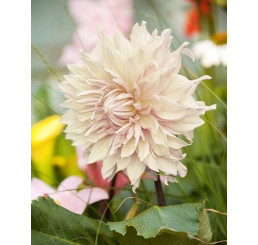 Dahlia ´Café Au Lait´/ Jiřina, I.