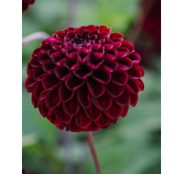 Dahlia ´Dark Spirit´ / Jiřina, I.