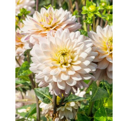 Dahlia ´Diana´s Memory´ / Jiřina, bal. 10 ks, I., XXL