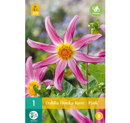 Dahlia ´Honka Roze/ Pink´ / Jiřina, I.