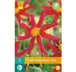 Dahlia ´Honka ROOT/ Red´ / Jiřina, I.