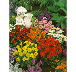 Dahlia Mix ´XXL´ / Kolekce jiřin, I., XXL