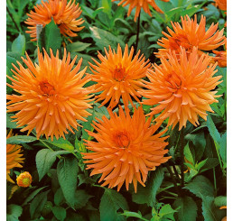 Dahlia ´Cactus Orange´ / Jiřina kaktusovitá oranžová, I., SUPERCENA