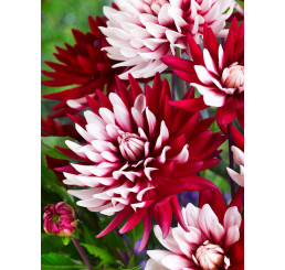 Dahlia ´Rebecca´s World´ / Jiřina, I.