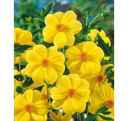 Dahlia ´Yellow Sneezy´ / Jiřina, I.