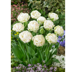 Tulipa ´Danceline´ / Tulipán, bal. 5 ks, 11/12