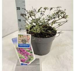 Buddleia davidii ´Free Petite Dark Pink´ / Komule Davidova, 25-30cm, C3