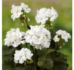 Pelargonium zonale Grandeur ®´Dark White´ / Pelargonie, bal. 6 ks sadbovačů
