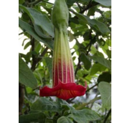 Brugmansia sanguinea / Andělská trumpeta červenožlutá, bal. 3 s.