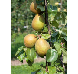 Pyrus communis ´Decora´ / Hrušeň , cont