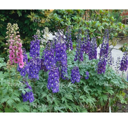 Delphinium 'Excalibur Dark Blue / White Bee' / Stračka, K9