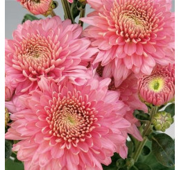 Dendranthema x indicum / Chrysanthemum ´Blenda Purple´ / Chryzantéma / Listopadka indická, K9