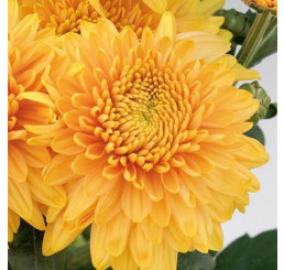Dendranthema x indicum / Chrysanthemum ´Gompie Bronze´ / Chryzantéma / Listopadka indická, K9