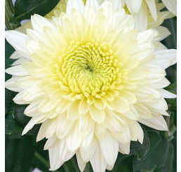 Dendranthema x indicum / Chrysanthemum ´Gompie White´ / Chryzantéma / Listopadka indická, K9
