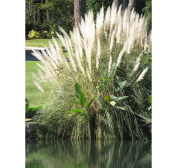 Cortaderia sell. ´White Feather´ / Kortadérie / Pampas dvoudomý bílý, K11