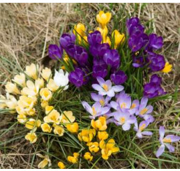 Crocus mix / Směs krokusů, bal. 20 ks, 5+