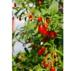 Lycium chinense  ´Grosfruchtig´ / Goji / Kustovnice čínská velkoplodá, 20-30 cm, C1,5