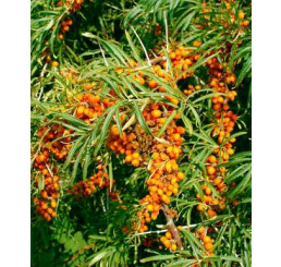 Hippophae rhamnoides ´Sluníčko´ / Rakytník řešetlákový, samičí r., K9