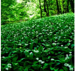 Allium ursinum ´Gismo´ / Česnek medvědí, K12