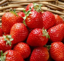 Fragaria ananassa ´Malwina´ / Jahoda pozdní, bal. 6 ks, 6xK7