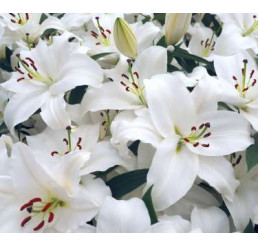 Lilium ´Asiatic White´ / Lilie ásijská bílá, bal. 1 ks, 12/14, SUPERCENA