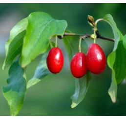 Cornus mas ´Devín´ / Dríň obyčejný, 30-40 cm, C2