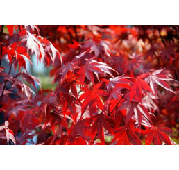 Acer palmatum ´Osakazukii´ / Javor japonský, 60-80 cm, KB