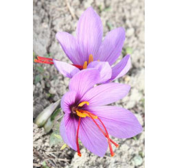 Crocus ´Sativus´ / Šafrán setý podzimní, bal. 10 ks, 8/9