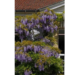 Wisteria sinensis ´Blue´ / Vistárie modrá, K9