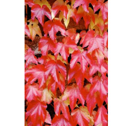 Parthenocissus tricuspidata / Přísavník trojcípý, bal. 15 sem.