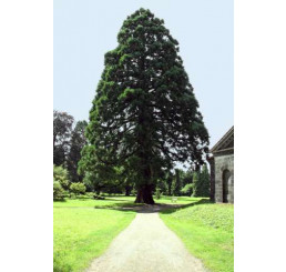 Sequoiadendron giganteum / Sekvojovec obrovský, 30-40 cm, C2