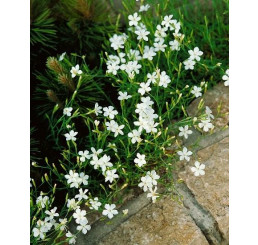 Dianthus deltoides ´Albus´ / Hvozdík kropenatý, K9