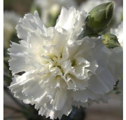 Dianthus ´Perfume Pinks® ´Memories´  / Voňavý hřebíček, bal. 6 ks, 6x K7