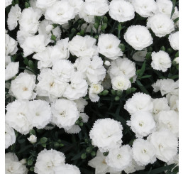 Dianthus Dinamic® White  / Voňavý hřebíček, bal. 6 ks sadbovačů