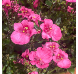 Diascia ´Elfjes® Pink´ / Ostruhatka, K7