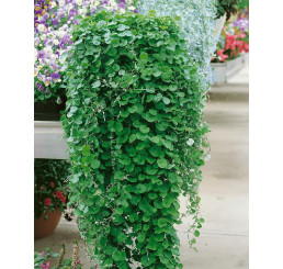 Dichondra ´Emerald Falls´ / Dichondra ´Zelený vodopád´, bal. 6 ks sadbovačů