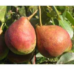 Pyrus communis ´Dicolor´ / Hrušeň zimní, kdouloň