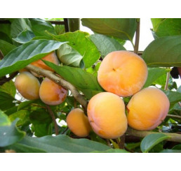Diospyros hybr. ´Chioccolatino´ / Hurmi kaki, C2