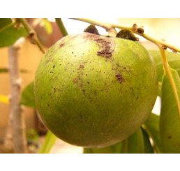 Diospyros hybr. ´Chioccolatino´ / Hurmi kaki, VK